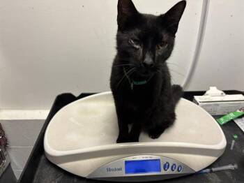 Domestic Short Hair Cats Available for Adoption in Antioch, California - VIRGO | PetCurious
