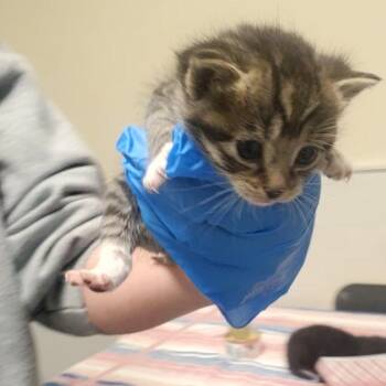 Bud -  Domestic Short Hair Cat for Adoption - Bud | PetCurious