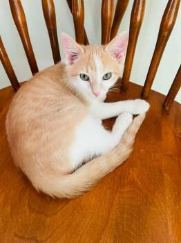 Gordon -  Domestic Short Hair Cat for Adoption in Broken Arrow, Oklahoma - Gordon | PetCurious