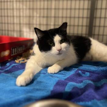 Rhonda -  Domestic Short Hair Cat for Adoption in Lynchburg, Virginia - Rhonda | PetCurious