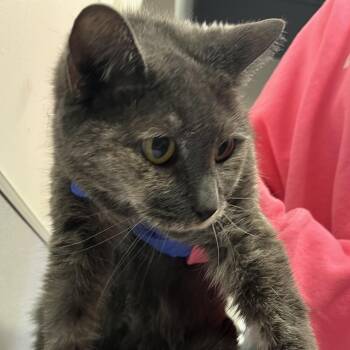 Domestic Short Hair Cats Available for Adoption - Peaches | PetCurious