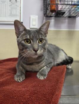 Zoom -  Domestic Short Hair Cat for Adoption in Vancouver, Washington - Zoom | PetCurious