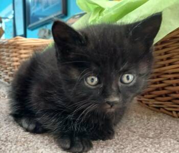 Domestic Medium Hair Cats Available for Adoption in Crocker, Missouri - Bullet | PetCurious