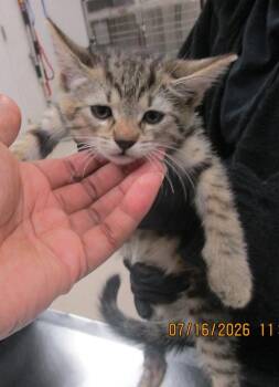 (640) -  Domestic Short Hair Cat for Adoption in Marietta, Georgia - (640) | PetCurious