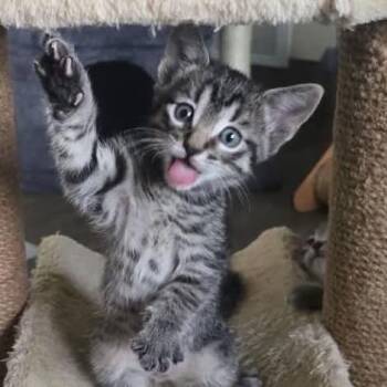 Busta Claws -  Domestic Short Hair Cat for Adoption in Idaho Falls, Idaho - Busta Claws | PetCurious