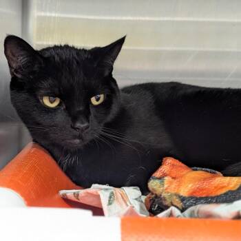 Domestic Short Hair Cats Available for Adoption in Salt Lake City, Utah - Lunar | PetCurious