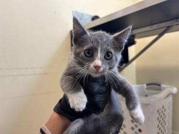 Rescue Domestic Short Hair Cats for Adoption in Pasadena, California - CREAM CHEESE | PetCurious