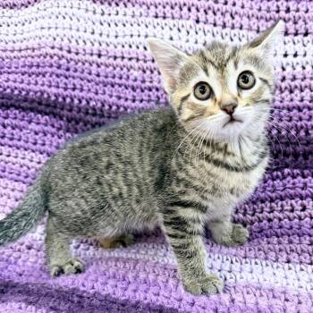 Mapley -  Domestic Short Hair Cat Available for Adoption in Mt. Juliet, Tennessee - Mapley | PetCurious