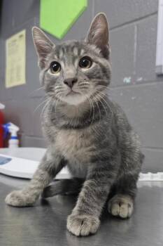 Peter Parker -  Domestic Short Hair Cat for Adoption in Fort Worth, Texas - Peter Parker | PetCurious