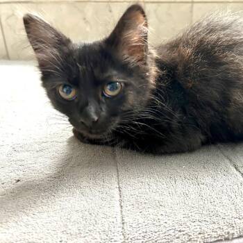 Spock -  Domestic Long Hair and Domestic Short Hair Cat for Adoption in Woodinville, Washington - Spock | PetCurious