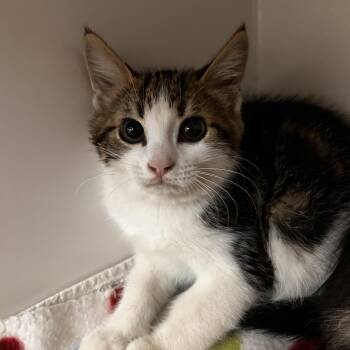 Domestic Short Hair Cats Available for Adoption in Phoenix, Arizona - Bop-It | PetCurious