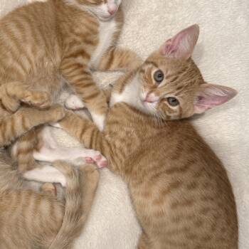 Tabby Cats Available for Adoption in Woodinville, Washington - Brian | PetCurious