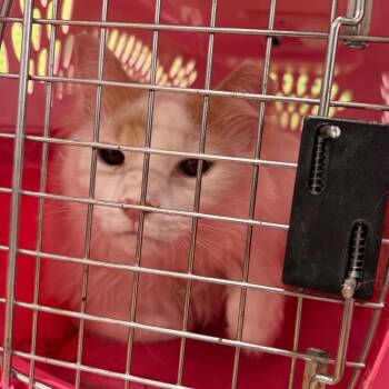 Teddy Swims -  Domestic Medium Hair Cat for Adoption in Philadelphia, Pennsylvania - Teddy Swims | PetCurious