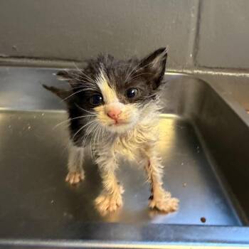 TUSC-Stray-85339 -  Domestic Short Hair Cat for Adoption in Tuscaloosa, Alabama - TUSC-Stray-85339 | PetCurious