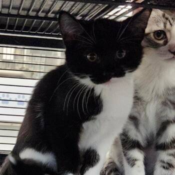 Eoin -  Domestic Short Hair Cat for Adoption in Walker, Michigan - Eoin | PetCurious