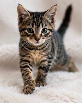 Sprout -  Domestic Short Hair Cat for Adoption in Andersonville, Tennessee - Sprout | PetCurious