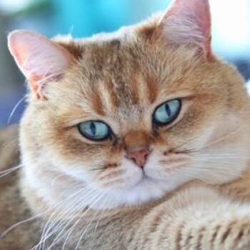 Bailey -  Domestic Short Hair Cat for Adoption in Hudson, New York - Bailey | PetCurious