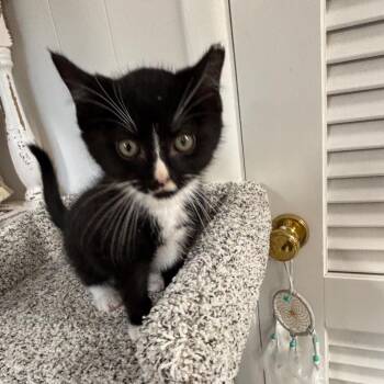 Ganache -  Domestic Medium Hair Cat for Adoption in Granville, Ohio - Ganache | PetCurious