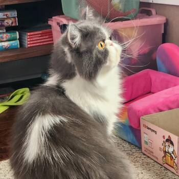 Farley -  Persian Cat for Adoption in Long Beach, California - Farley | PetCurious