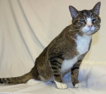 Domestic Short Hair Cats Available for Adoption - Clyde | PetCurious