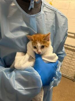 Domestic Long Hair Cats Available for Adoption in Fruit Heights, Utah - Polar Bear | PetCurious