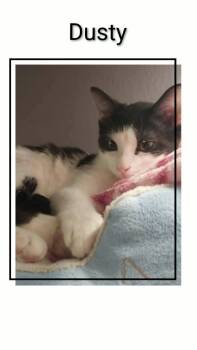 Domestic Short Hair Cats Available for Adoption in Caistor Centre, Ontario - Dusty | PetCurious