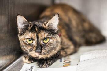 A1269307 -  Domestic Short Hair Cat for Adoption in Charlotte, North Carolina - A1269307 | PetCurious