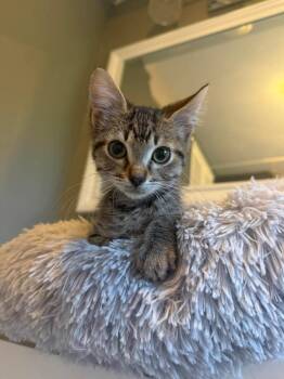 Toffee -  Domestic Short Hair Cat for Adoption in Groveland, Massachusetts - Toffee | PetCurious