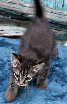 Yeti -  Domestic Short Hair Cat for Adoption in Lexington, Virginia - Yeti | PetCurious