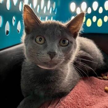 Mr. Darcy - Chow Hound Northland -  Domestic Short Hair Cat for Adoption in Grand Rapids, Michigan - Mr. Darcy - Chow Hound Northland | PetCurious