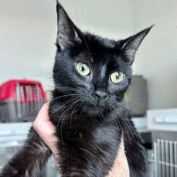 Domestic Short Hair Cats Available for Adoption in Matteson, Illinois - Molly | PetCurious