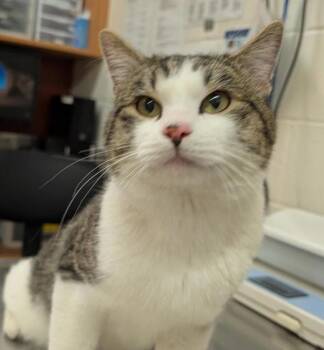 Rescue Domestic Short Hair Cats for Adoption in Pocatello, Idaho - Riker 45473 | PetCurious