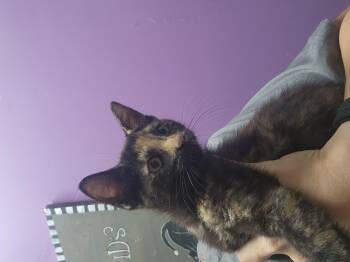 Rescue Domestic Short Hair Cats for Adoption in Tama, Iowa - Poppy | PetCurious