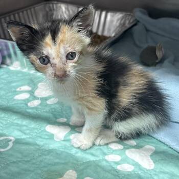 Ballerina (Rina) -  Domestic Short Hair Cat for Adoption in Hinesville, Georgia - Ballerina (Rina) | PetCurious