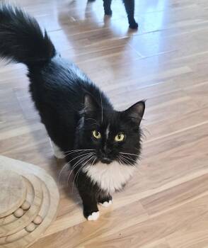 Domestic Medium Hair and Tuxedo Cats Available for Adoption - Willow | PetCurious