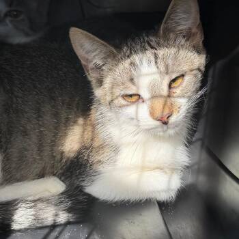 Domestic Short Hair Cats Available for Adoption - Anna | PetCurious