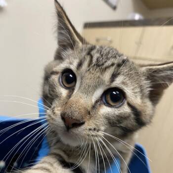 Travis -  Domestic Short Hair Cat for Adoption in Lakeland, Florida - Travis | PetCurious