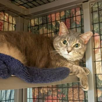 Arya -  Domestic Short Hair Cat for Adoption in Charlottesville, Virginia - Arya | PetCurious