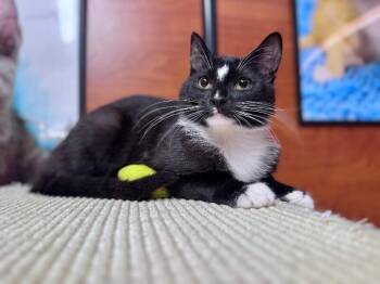 Domestic Short Hair Cats Available for Adoption - May | PetCurious