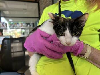 Domestic Short Hair Cats Available for Adoption in Rowlett, Texas - CASSANDRA | PetCurious
