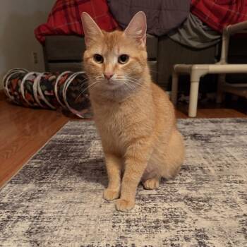 Yahtzee -  Domestic Short Hair Cat Available for Adoption in Canton, Illinois - Yahtzee | PetCurious