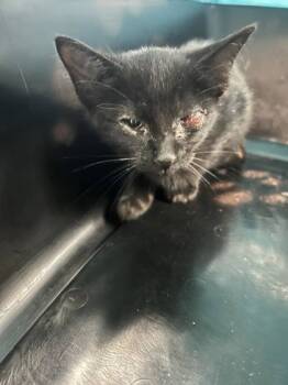 Rescue Domestic Short Hair Cats for Adoption in Memphis, Tennessee - Dollie Trask | PetCurious