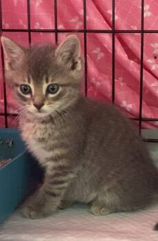 River -  Domestic Short Hair Cat for Adoption in Dalzell, Illinois - River | PetCurious