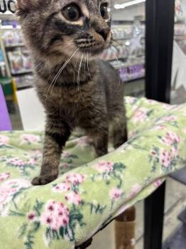 Tails -  Domestic Short Hair Cat for Adoption in St. Cloud, Florida - Tails | PetCurious