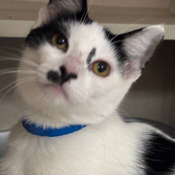 Rescue Domestic Short Hair Cats for Adoption in Lakeland, Florida - Oliver | PetCurious