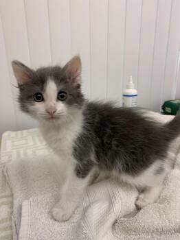 RePete -  Domestic Medium Hair Cat for Adoption in Santa Rosa, California - RePete | PetCurious