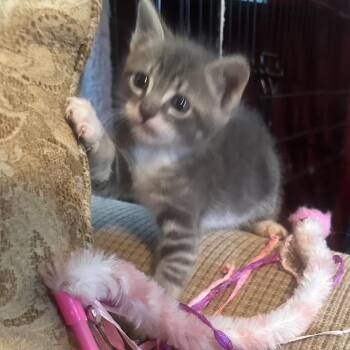 TJ -  Domestic Short Hair Cat for Adoption in Columbia, Missouri - TJ | PetCurious