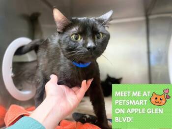COCO -  Domestic Short Hair Cat Available for Adoption in Fort Wayne, Indiana - COCO | PetCurious