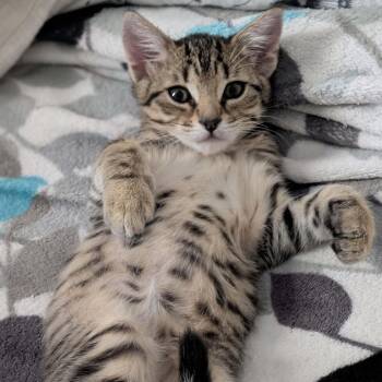Rescue Domestic Short Hair Cats for Adoption in Los Angeles, California - Victor | PetCurious