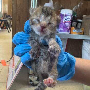 Claussen -  Domestic Short Hair Cat for Adoption in Columbiana, Alabama - Claussen | PetCurious